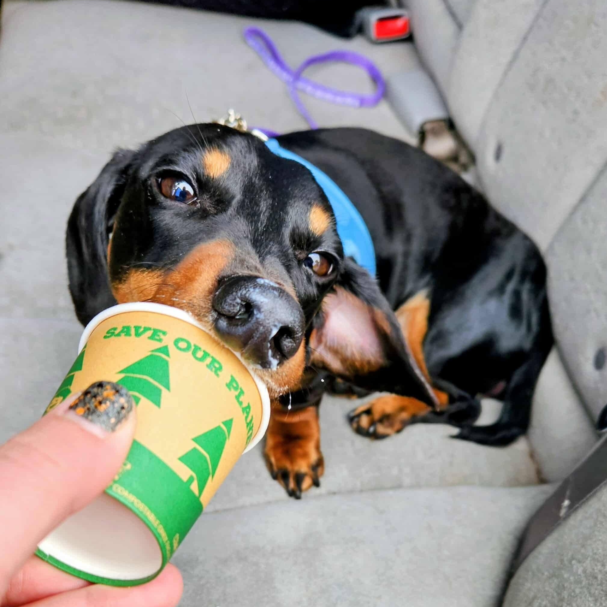 Enlarge Denver, a Adoptable Dachshund in Lexington, KY image 6/6