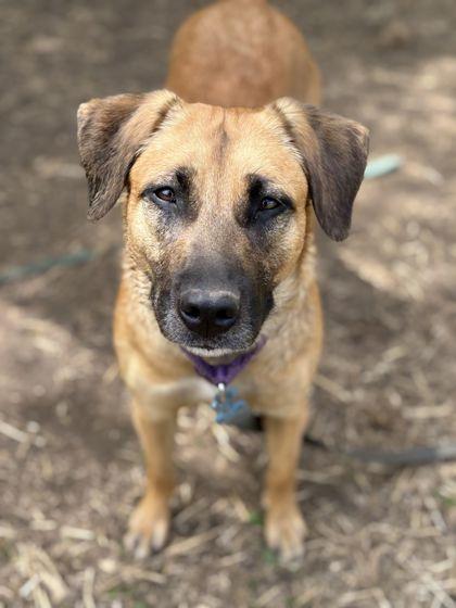 Enlarge Mimi, a Adoptable mixed breed in Shawano, WI image 1/3