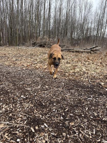 Enlarge Mimi, a Adoptable mixed breed in Shawano, WI image 2/3
