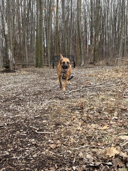 Enlarge Mimi, a Adoptable mixed breed in Shawano, WI image 3/3