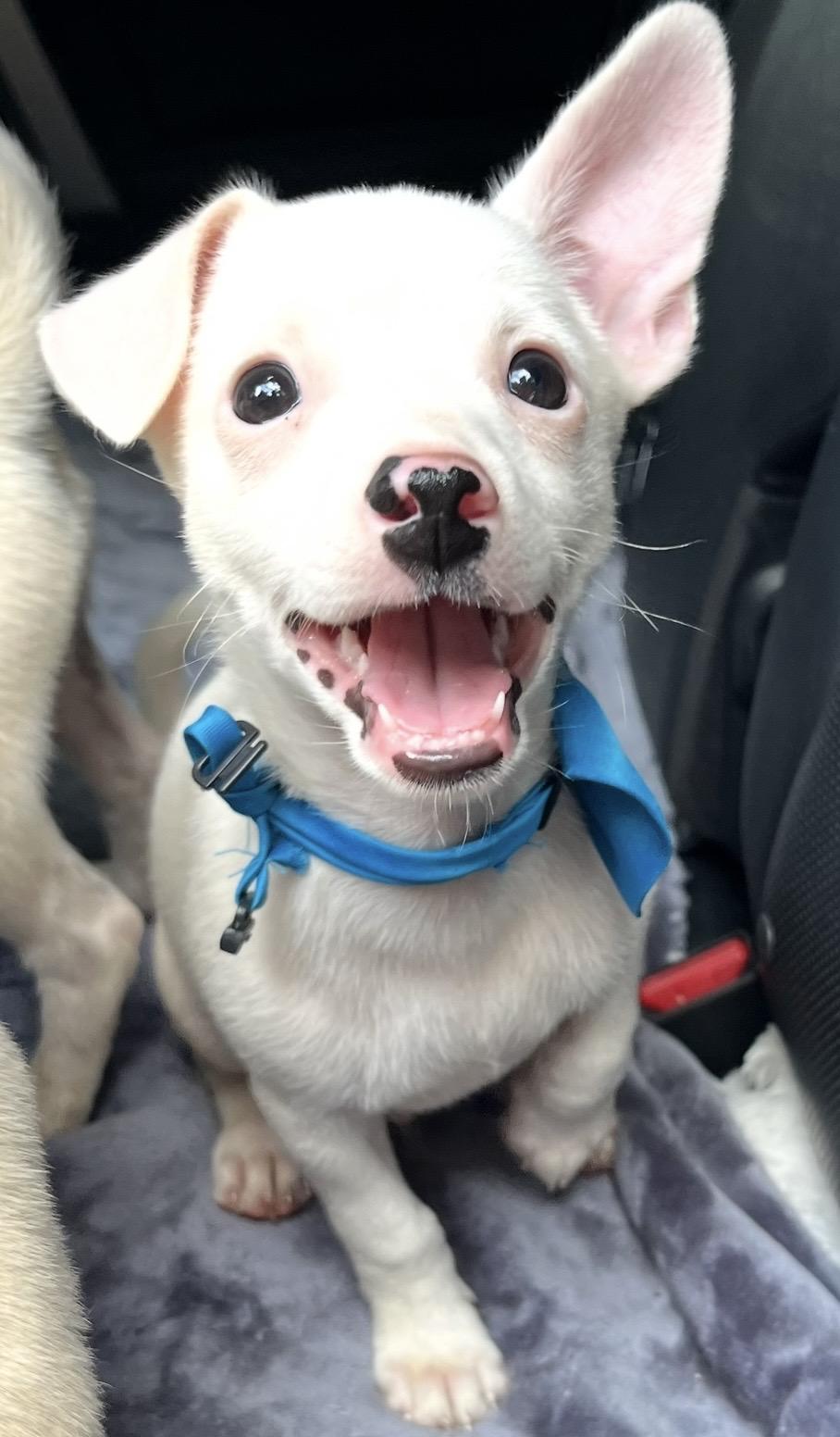 Enlarge Nugget, a Adoptable mixed breed in Charlotte , NC image 6/6