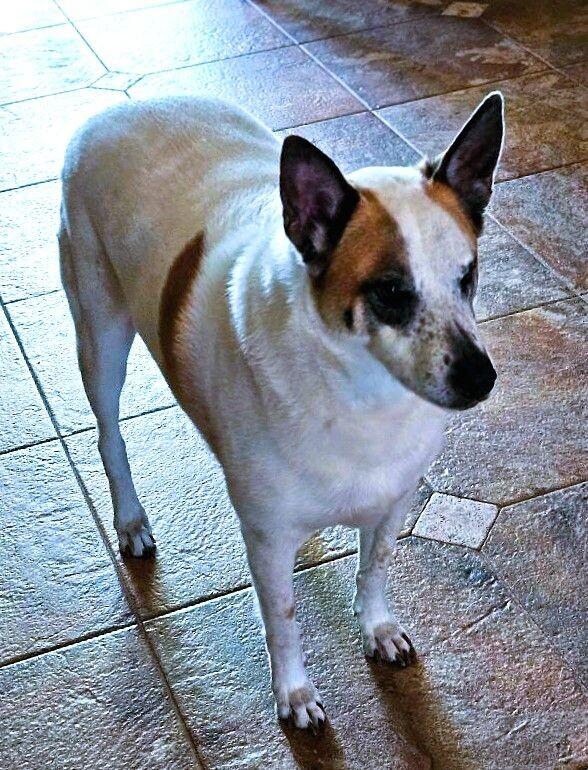 Bandit, Adoptable, Senior Male Mixed Breed.