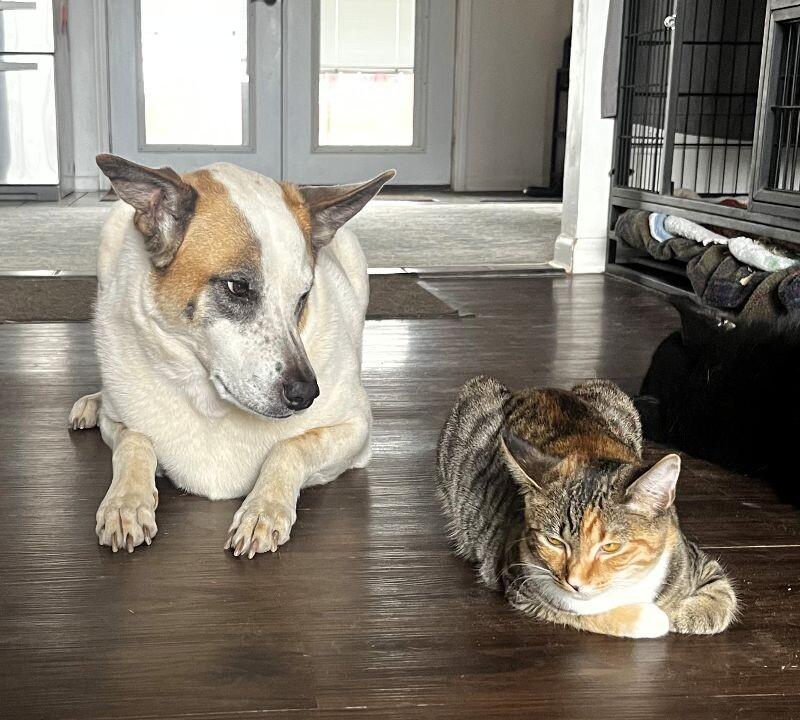 Enlarge Bandit, a Adoptable mixed breed in Anthem, AZ image 2/6