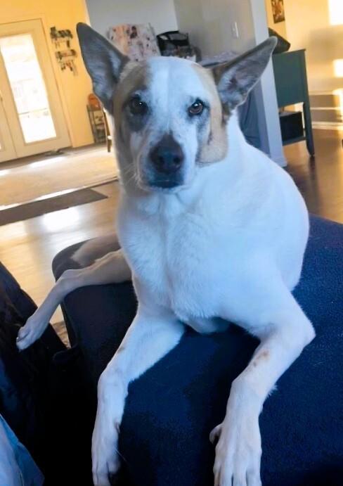 Bandit, Adoptable, Senior Male Mixed Breed.