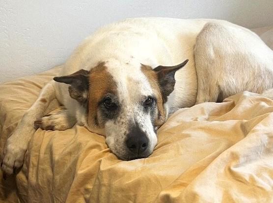 Enlarge Bandit, a Adoptable mixed breed in Anthem, AZ image 3/6