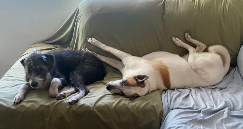 Enlarge Bandit, a Adoptable mixed breed in Anthem, AZ image 4/6