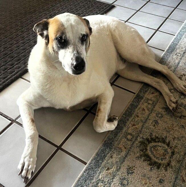 Enlarge Bandit, a Adoptable mixed breed in Anthem, AZ image 5/6