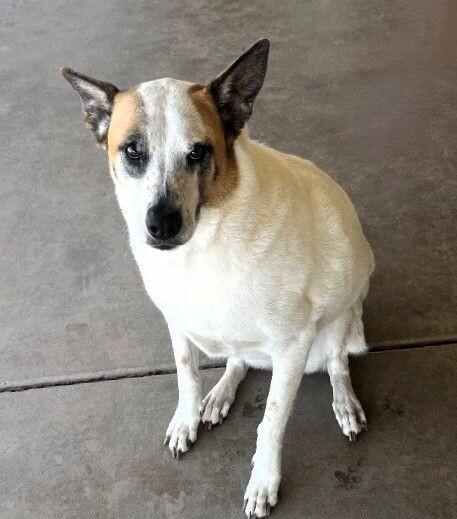 Enlarge Bandit, a Adoptable mixed breed in Anthem, AZ image 6/6