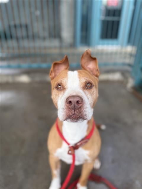 TOBY, Adoptable, Adult Male Pit Bull Terrier.