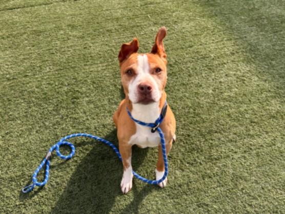 TOBY, Adoptable, Adult Male Pit Bull Terrier.