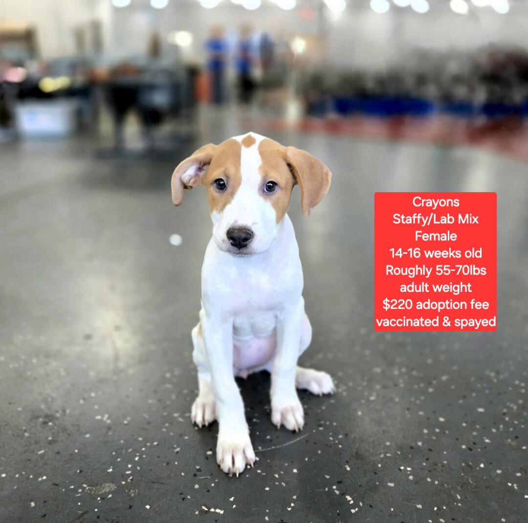 Crayons, adoptable, Puppy Female Staffordshire Bull Terrier & Labrador Retriever.