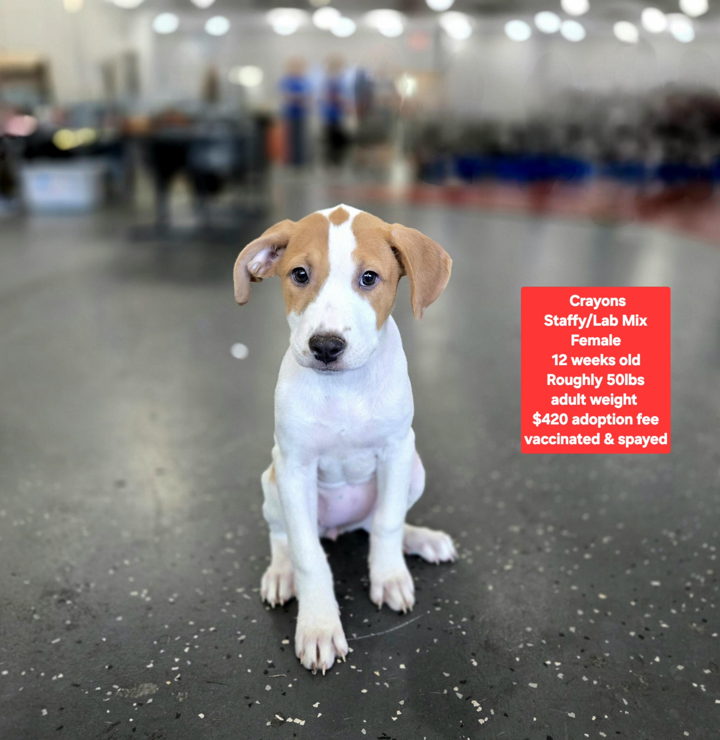 Enlarge Crayons, a ADOPTABLE mixed breed in Oviedo, FL image 1/1