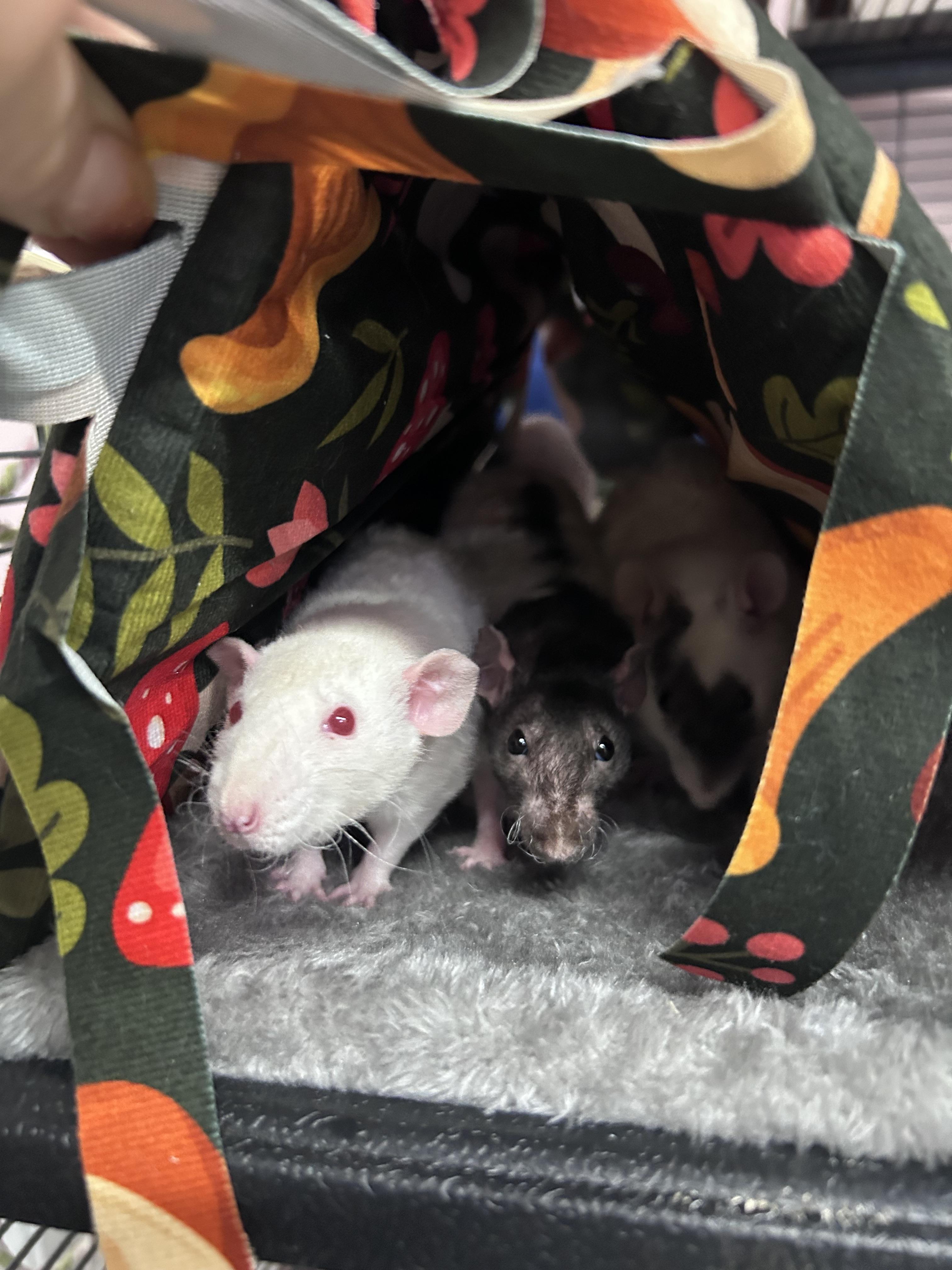 Adopt Rats Rat Boys - Adoptable Pet | Petfinder