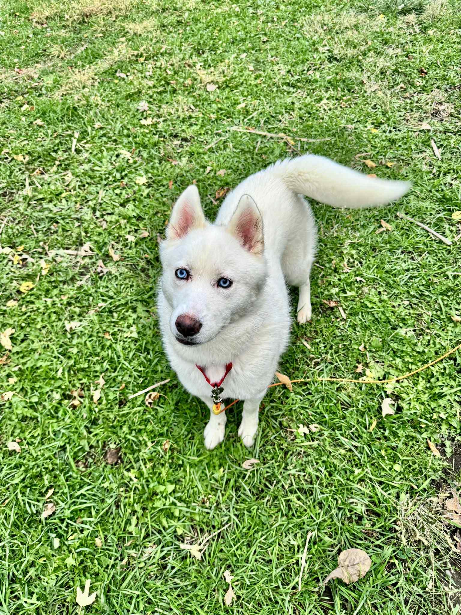 River, a Adopted Siberian Husky in La Motte, IA image 1/2