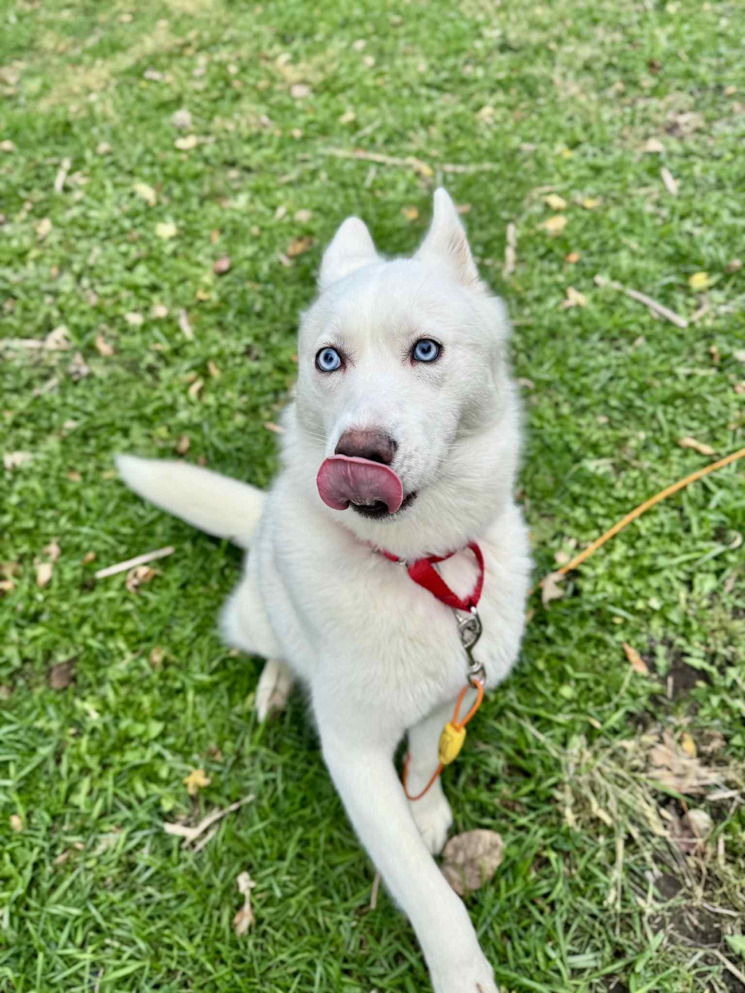 River, a Adopted Siberian Husky in La Motte, IA image 2/2