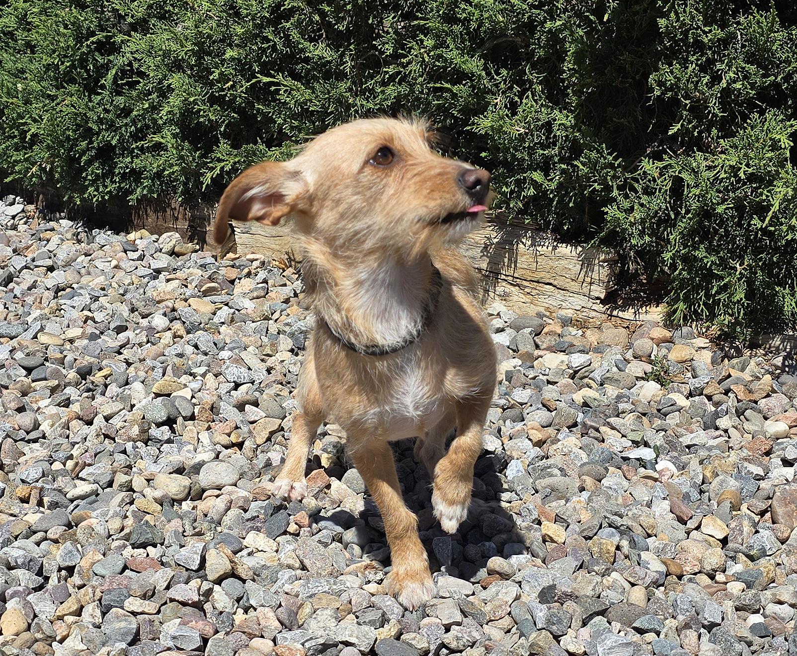 VERY Special Vera ~ Dorkie !!!, Adoptable, Young Female Dachshund (Miniature Long Haired) & Yorkshire Terrier.