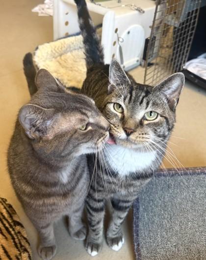 Chip, Adoptable, Adult Male Domestic Short Hair & Domestic Short Hair.