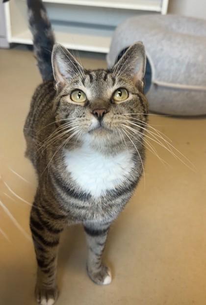 Enlarge Chip, a Adoptable mixed breed in Quakertown, PA image 2/3