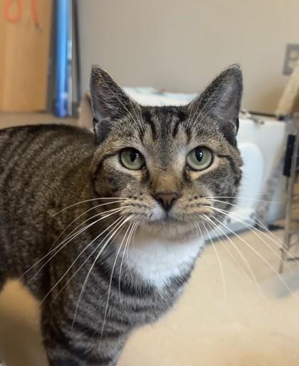 Enlarge Chip, a Adoptable mixed breed in Quakertown, PA image 3/3
