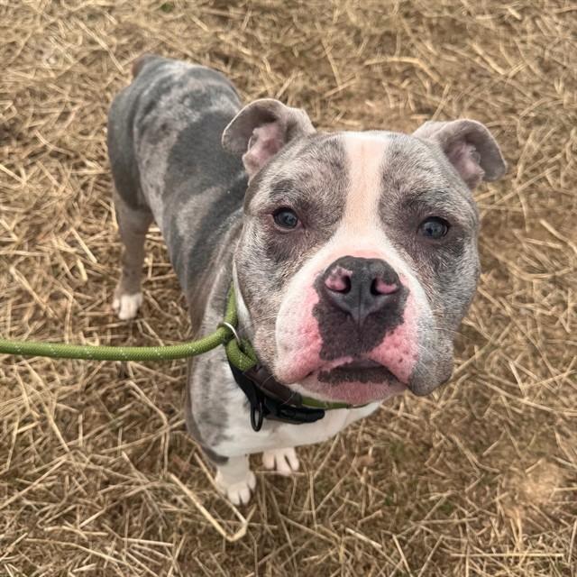 Enlarge SARGE, a Adoptable mixed breed in Murfreesboro, TN image 1/1
