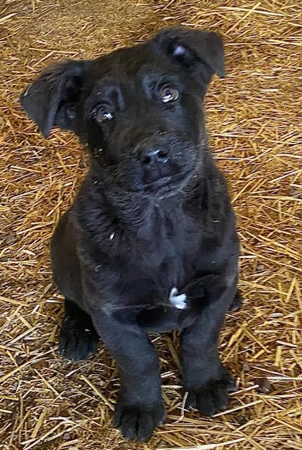 Enlarge Henry, a ADOPTABLE mixed breed in Polson, MT image 3/3