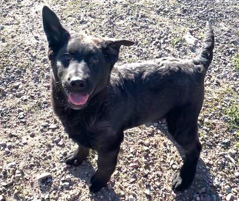 Enlarge Henry, a ADOPTABLE mixed breed in Polson, MT image 1/6