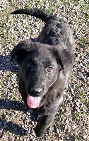 Enlarge Henry, a ADOPTABLE mixed breed in Polson, MT image 4/6