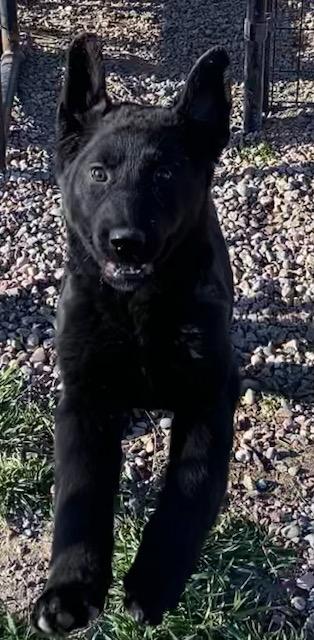 Enlarge Henry, a ADOPTABLE mixed breed in Polson, MT image 5/6