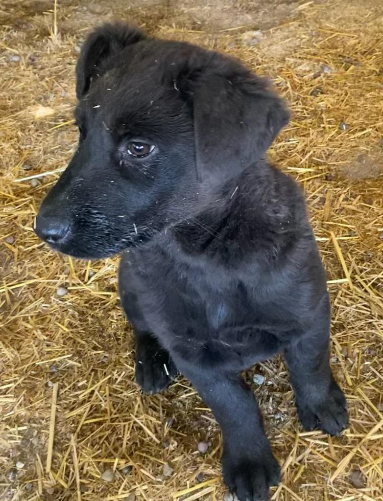 Enlarge Henry, a ADOPTABLE mixed breed in Polson, MT image 2/3