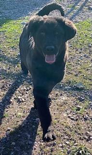 Enlarge Henry, a ADOPTABLE mixed breed in Polson, MT image 6/6
