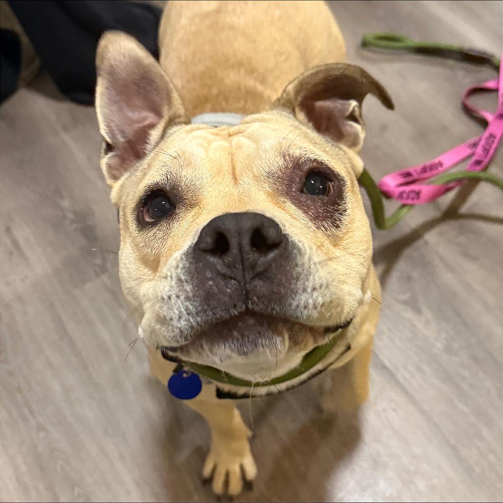 Lila, Adoptable, Young Female Pit Bull Terrier.