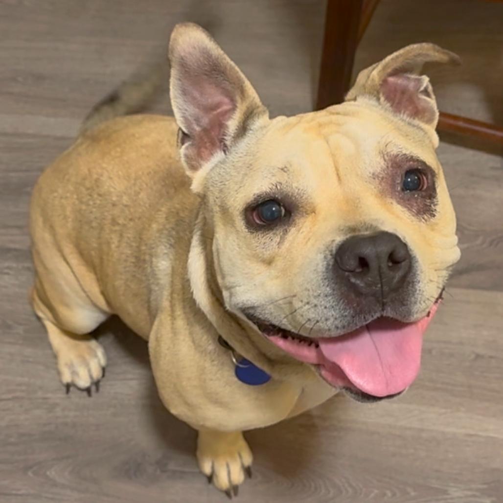 Lila, a Adoptable Pit Bull Terrier in Tampa, FL image 2/6