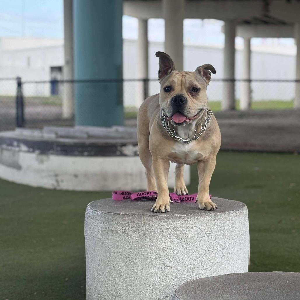 Lila, a Adoptable Pit Bull Terrier in Tampa, FL image 3/6