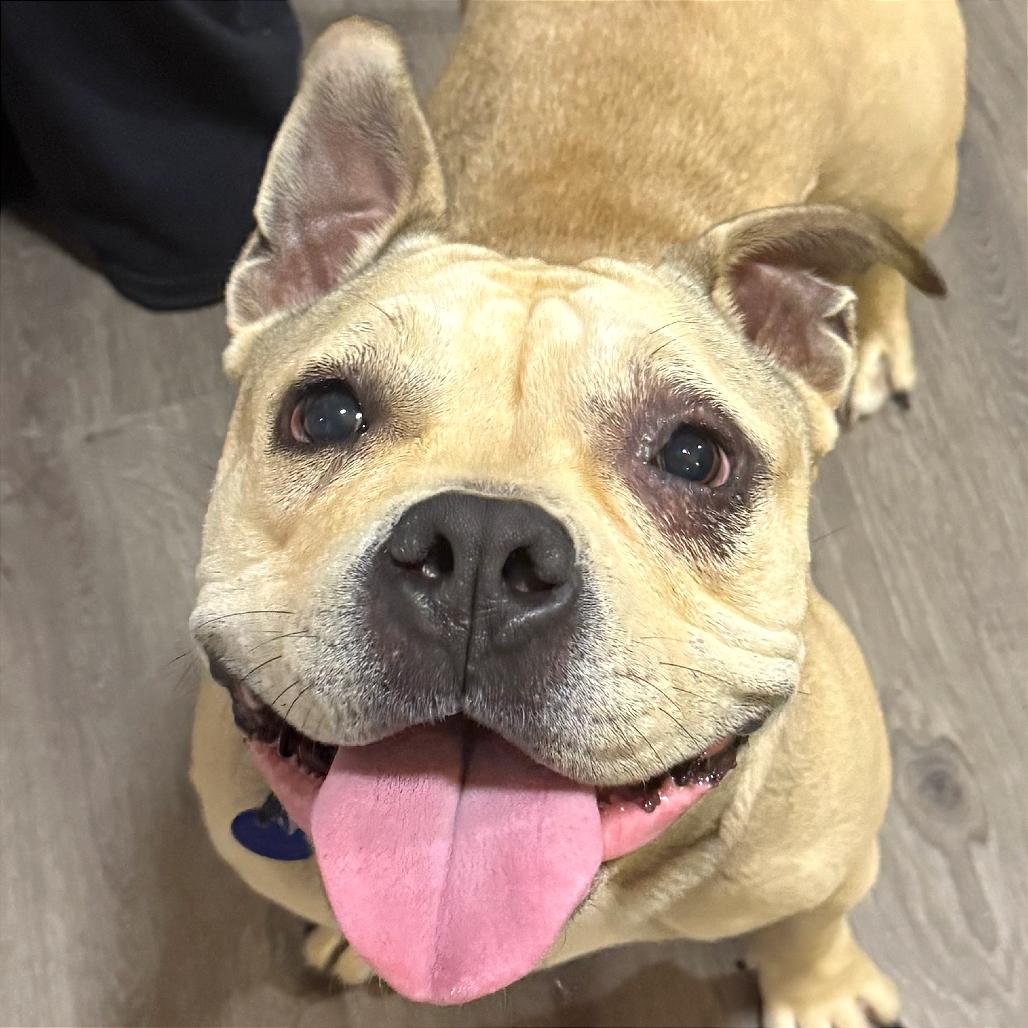 Lila, a Adoptable Pit Bull Terrier in Tampa, FL image 5/6