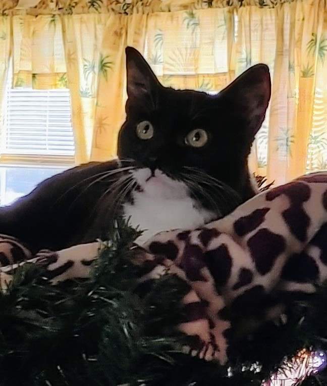 Cape & Yurt- BONDED PAIR, a Adoptable Domestic Long Hair in Woodstock, CT image 3/3