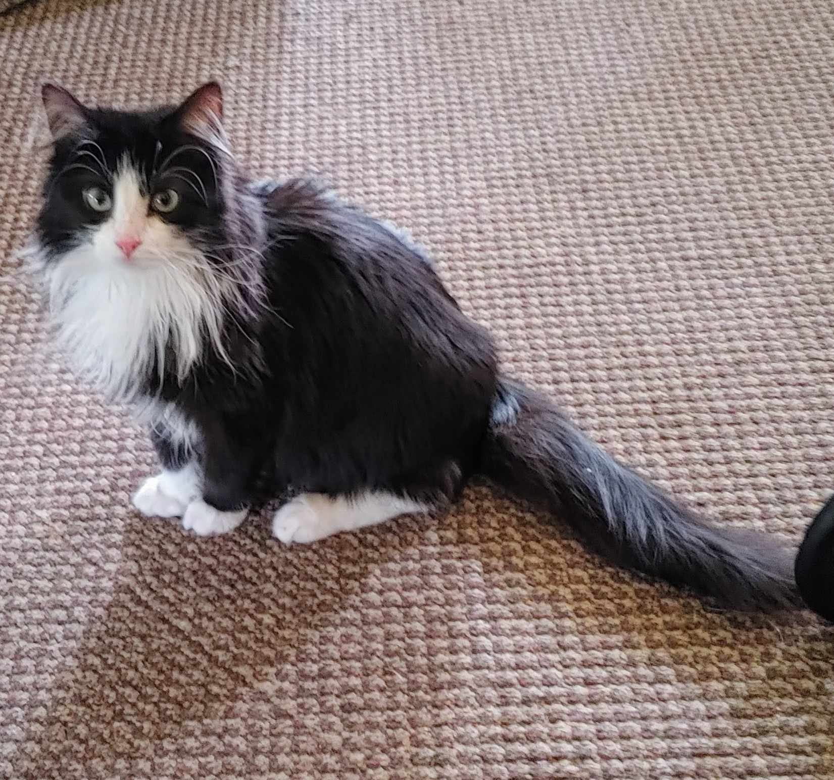 Cape & Yurt- BONDED PAIR, a Adoptable Domestic Long Hair in Woodstock, CT image 1/3