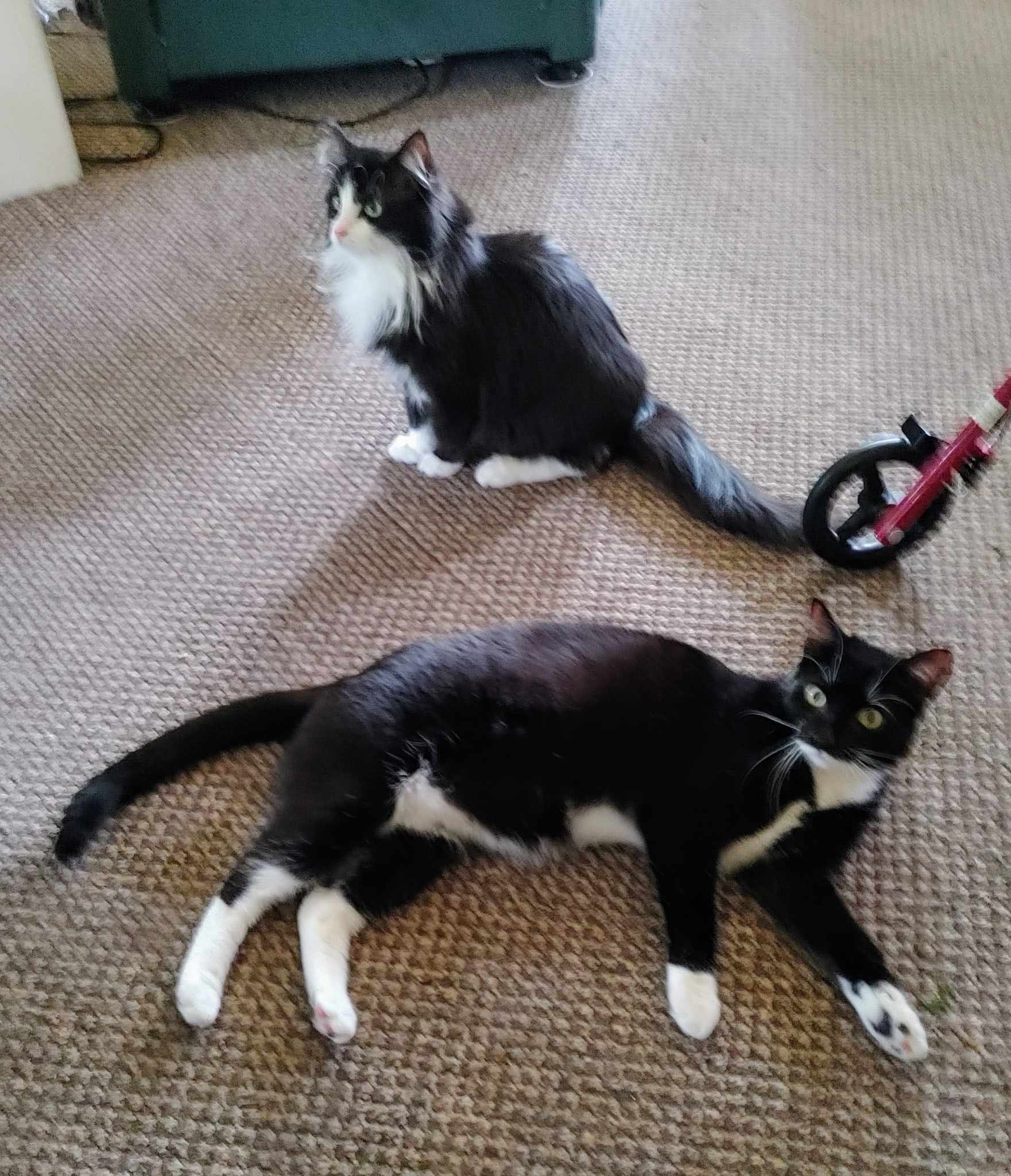 Cape & Yurt- BONDED PAIR, a Adoptable Domestic Long Hair in Woodstock, CT image 2/3