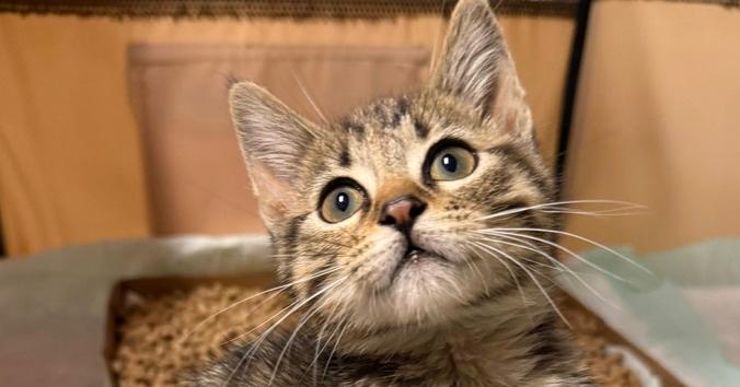 Banana, Adoptable, Kitten Female Domestic Short Hair.
