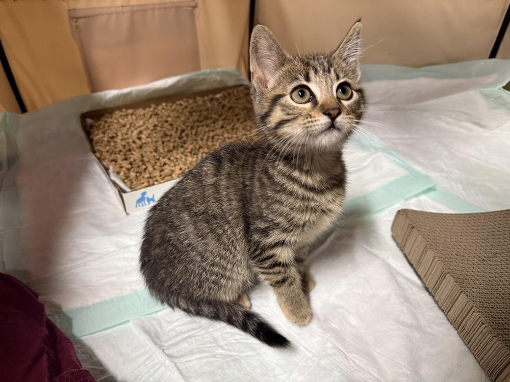 Enlarge Banana, a Adoptable Domestic Short Hair in Saint Augustine, FL image 2/3