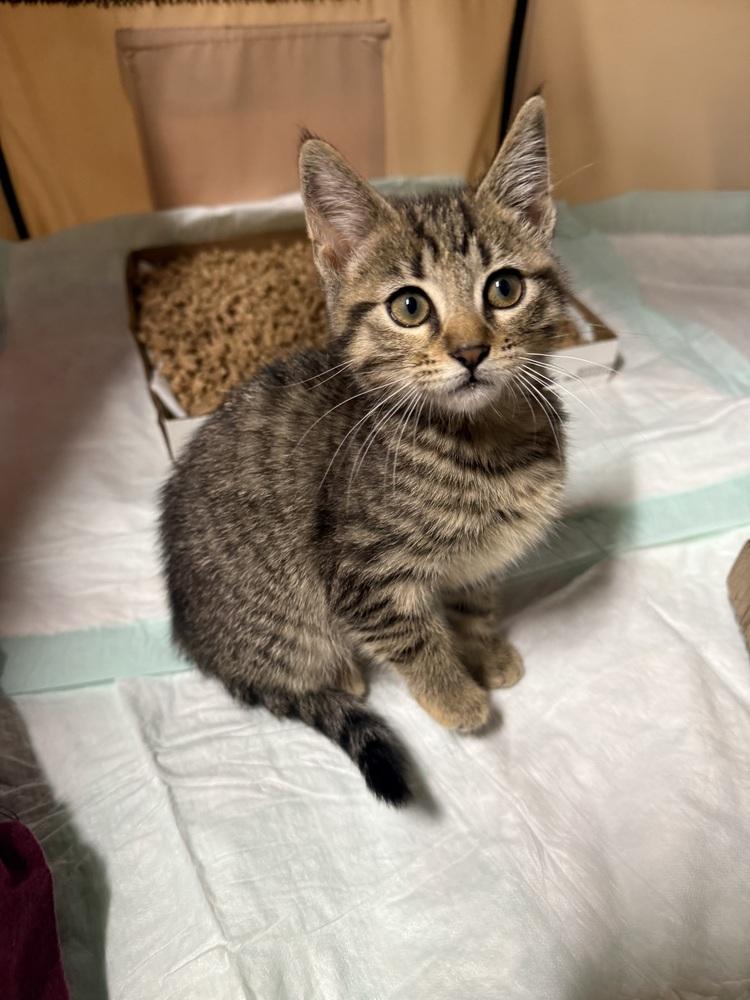 Enlarge Banana, a Adoptable Domestic Short Hair in Saint Augustine, FL image 3/3