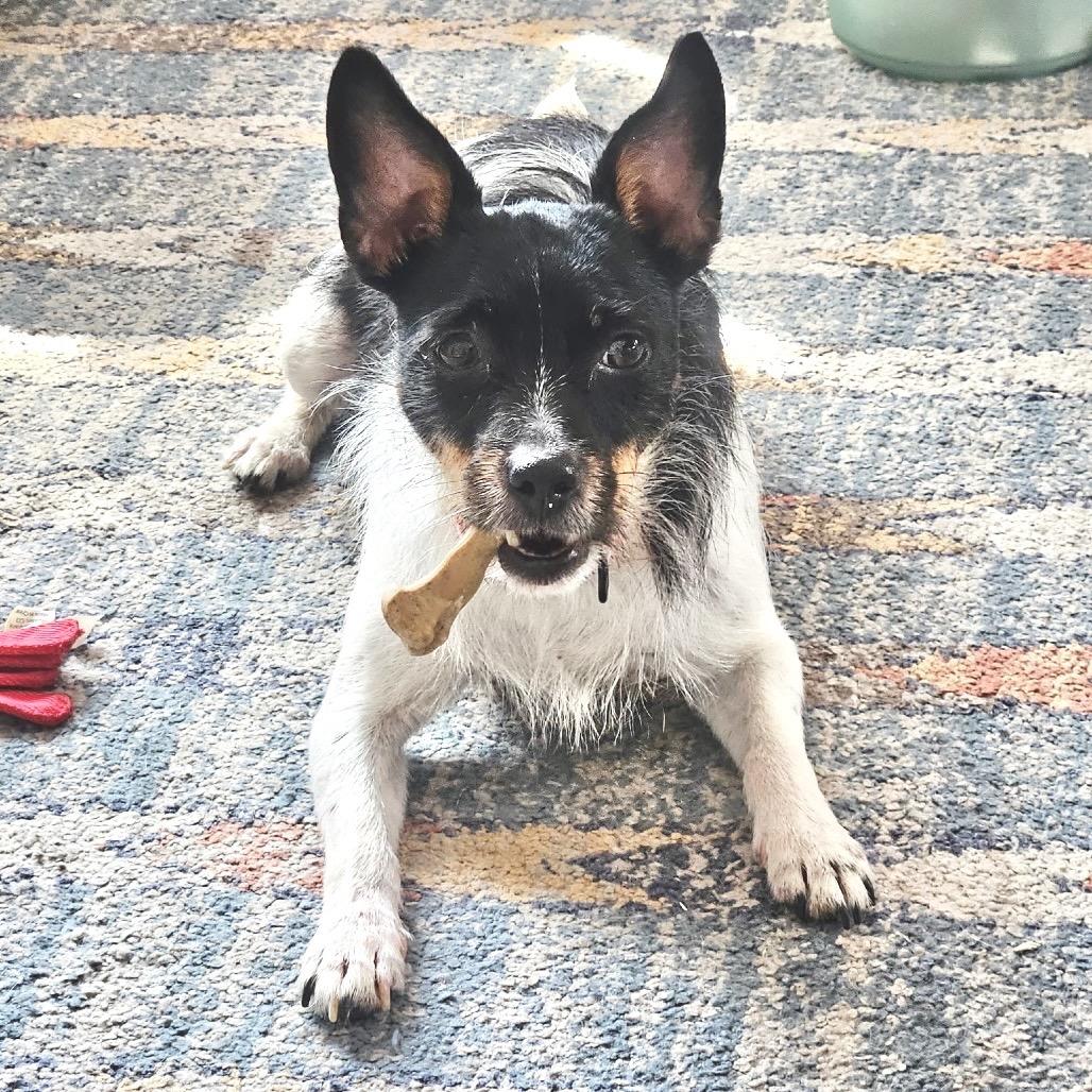 Pippa — thumbnail 2