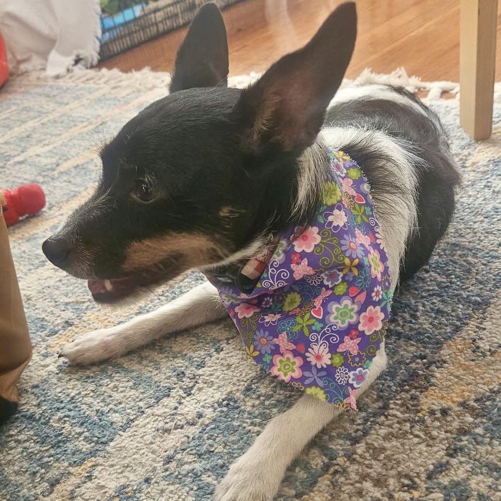 Pippa — thumbnail 4