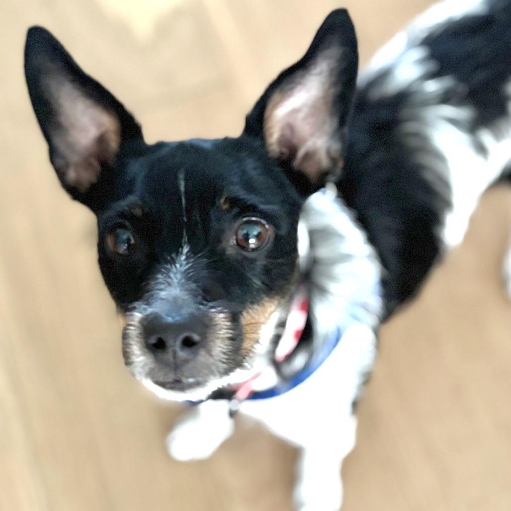 Pippa — thumbnail 5