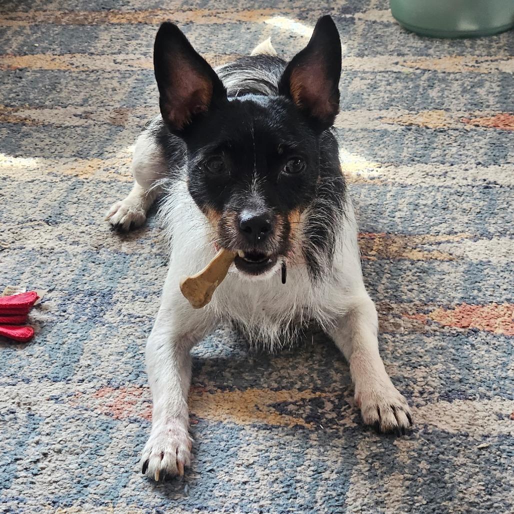 Pippa — thumbnail 6