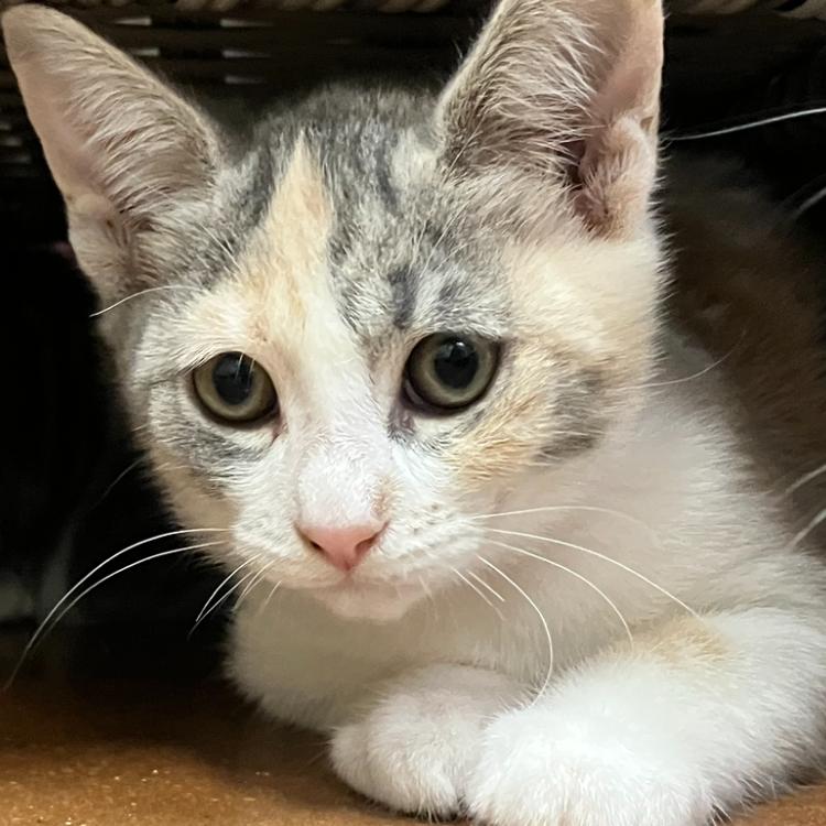 Enlarge Betty, a Adoptable Domestic Short Hair in Santa Barbara, CA image 1/3