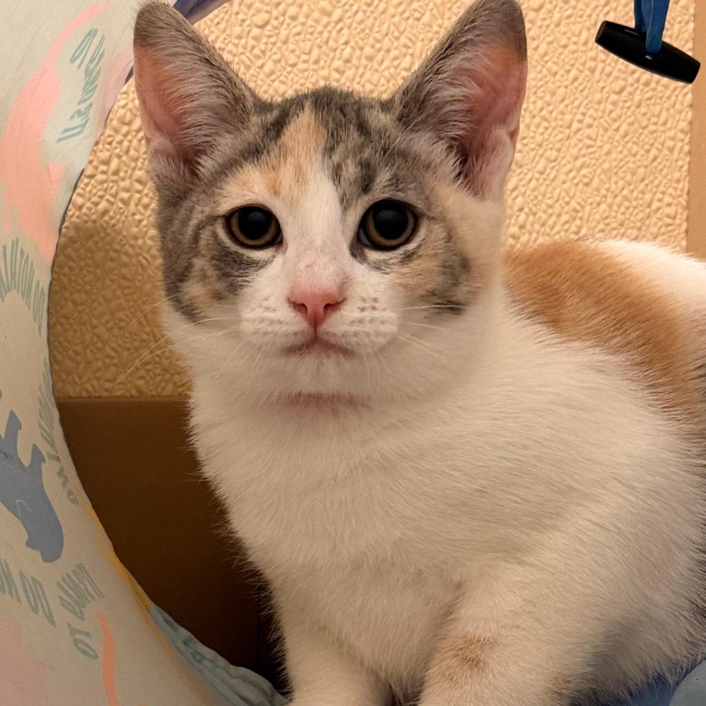 Enlarge Betty, a Adoptable Domestic Short Hair in Santa Barbara, CA image 2/3