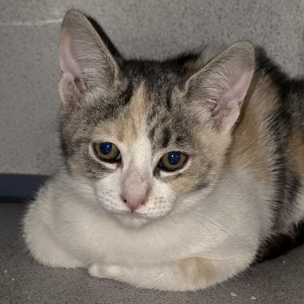 Enlarge Betty, a Adoptable Domestic Short Hair in Santa Barbara, CA image 3/3