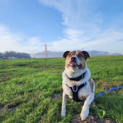 Tulip, Adoptable, Adult Female Cattle Dog & Mixed Breed.