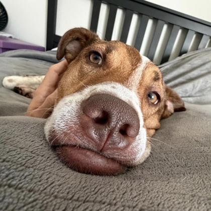 Enlarge Tulip, a Adoptable mixed breed in San Francisco, CA image 2/3