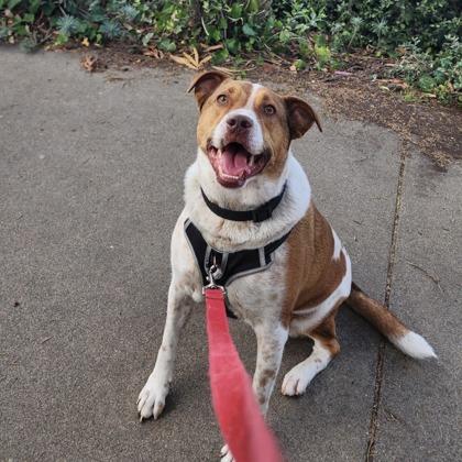 Enlarge Tulip, a Adoptable mixed breed in San Francisco, CA image 2/3